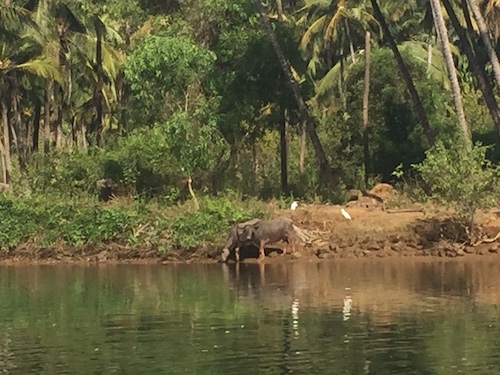 goa00033